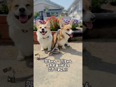犬猫狐の食の違い🐶🐱🦊