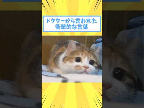 ペットがドクターから言われた衝撃的な言葉www #猫 #犬 #猫動画 #いぬ #可愛い #かわいい #癒し #ペット #動物 #2ch #shorts