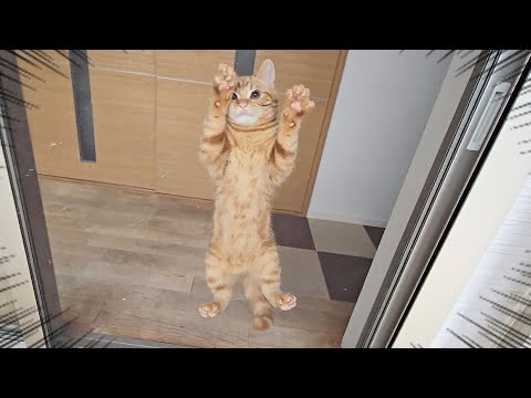 こっそり犬達と庭をお散歩してたら子猫がこうなってた…