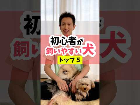 初心者が飼いやすい犬トップ5#dog #犬#犬のいる暮らし