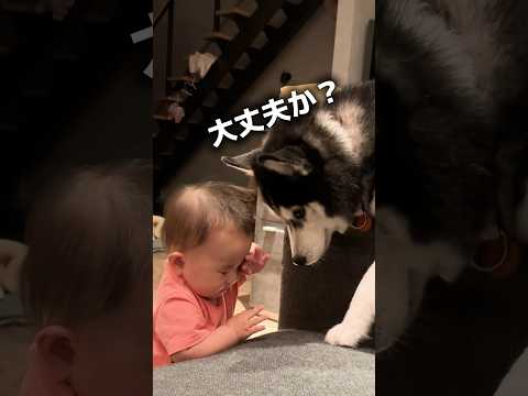 ハスキーが赤ちゃんに厳しいと思っていたら‥