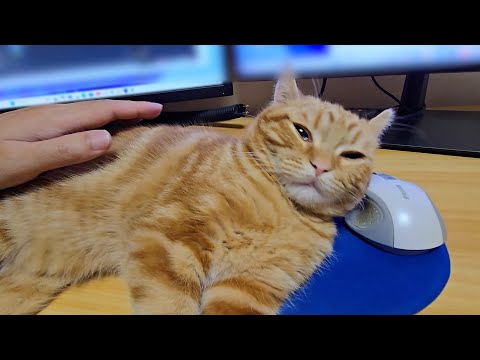 かまってほしい猫を無視して仕事してたらこうなったいました…