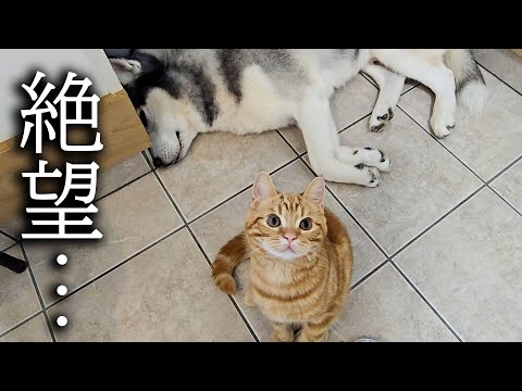 病院から呼びだされ犬と猫がこうなりました…