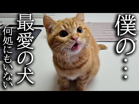 犬を預けたら大声で泣いて探し回る子猫がこちらです…