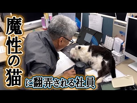 保護猫が会社の広報部長として大活躍