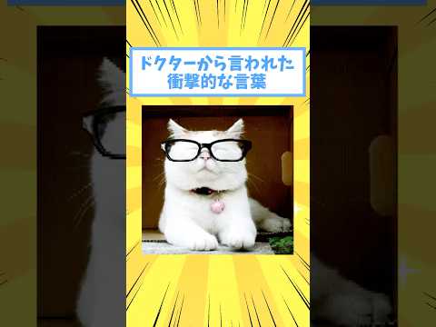 ペットがドクターから言われた衝撃的な言葉www #猫 #猫のいる暮らし #猫 #犬 #猫動画 #いぬ #可愛い #かわいい #癒し #ペット #動物 #2ch #shorts