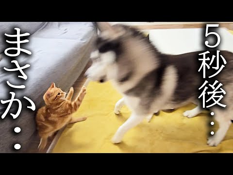 子猫とハスキー犬についにこの日がやってきました