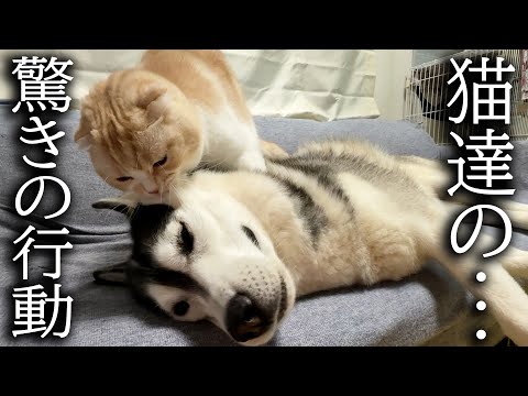 雷が怖くてガタガタ震えるハスキー犬に猫達の取った行動がこちら