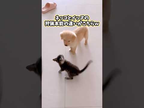 ネッコとイッヌの可愛すぎてニヤける動画まとめwww #猫 #犬 #猫動画 #いぬ #可愛い #かわいい #癒し #ペット #動物 #2ch #shorts