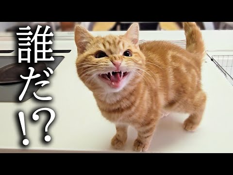 角刈りにして帰宅したら子猫とハスキー犬達に威嚇され認識さませんでした…