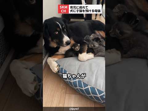 信頼してるワンちゃんに子猫を預ける母猫