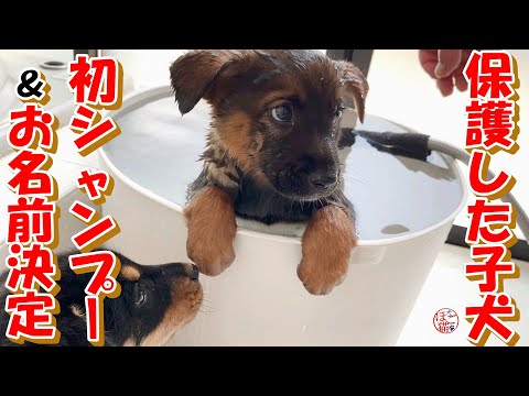 【保護犬　子犬　お名前決定！】保護した子犬達の初めてのシャンプー