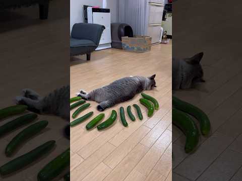 たくさんのきゅうりと猫 #ねこチャック #猫 #かわいい