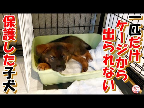 【保護犬　子犬　保護猫】リビングデビュー！＋おまけコーナー