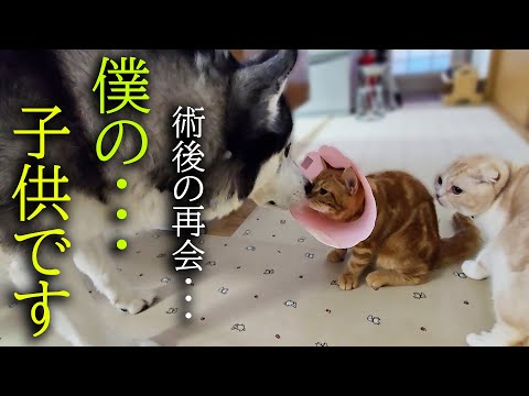 手術後初めてハスキー犬に再開して涙を流し喜ぶ子猫に胸が締め付けられました…