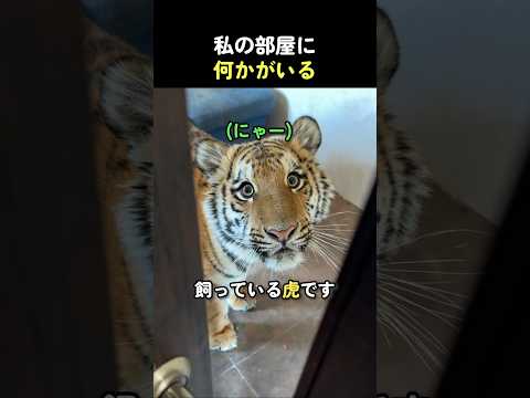 私の部屋に何かがいる #動物 #虎