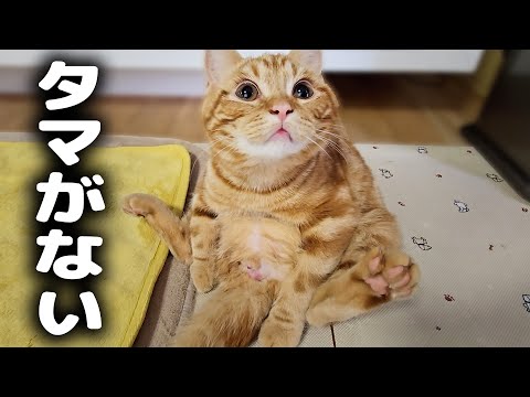 去勢手術でタマタマが無くなったと気付いた子猫の反応に泣けました