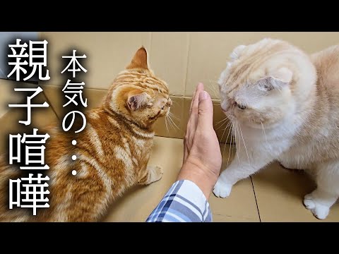 初めて猫たちが本気の親子ゲンカを始めたので止めに入ったら…