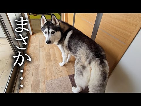 ハスキー犬が騒ぐのでついて行くと子猫が大変なことに…