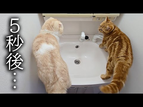 初めて猫たちが一緒に洗面に入ったら大変なことに…