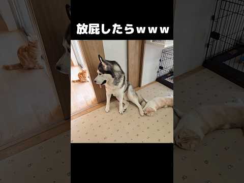 犬が放屁したら猫が…笑#shorts