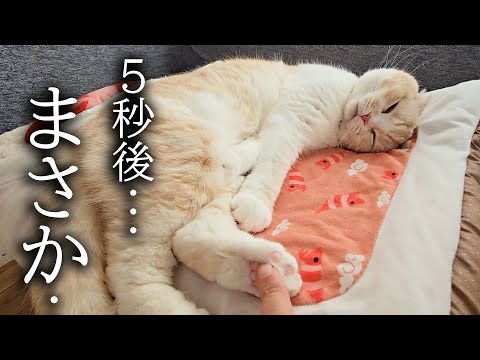 絶対に起きない猫をこちょこちょした結果…