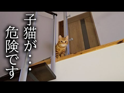 犬がくんくん泣くので上を向くと子猫が…