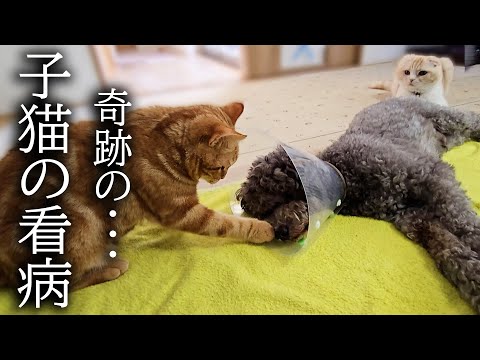 犬が病院から戻り心配性の子猫が看病を始めたら…