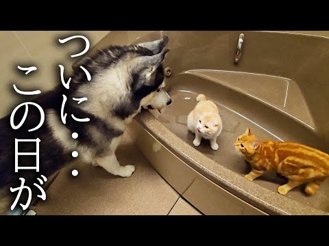 お風呂で遊ぶ子猫達を発見したハスキー犬がまさかの…