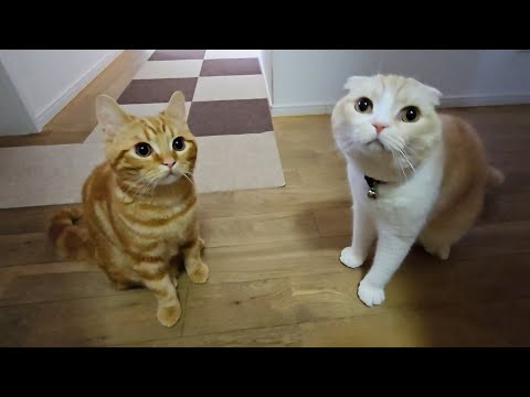 トイレ中に子猫と親猫が何かを伝えにきたのでついて行くと…