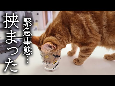 ハスキー犬がくんくん鳴くのでついて行くと子猫が…