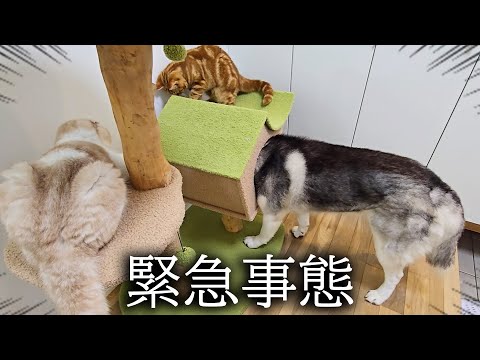雷が落ちてパニックで子猫とハスキー犬がこうなりました…