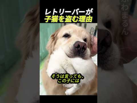 レトリーバーが子猫を盗む理由      #動物 #犬 #猫 #子猫 #ゴールデンレトリバー #子犬 #かわいい