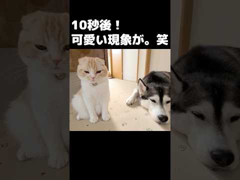 10秒後可愛い現象が…笑#犬と猫 #shorts