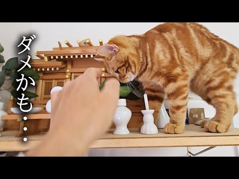 外出中に警報がなったので急いで家に引き返したら猫達が…