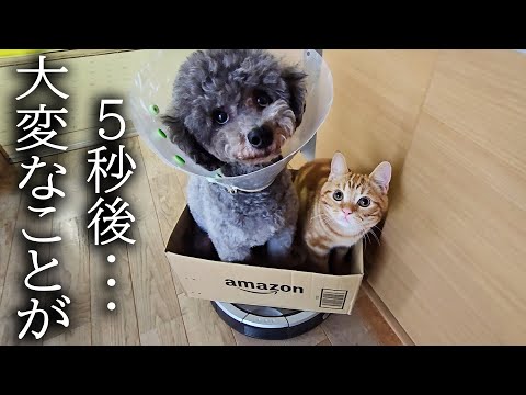犬と子猫が一緒にルンバに乗り込んだら大変なことが…