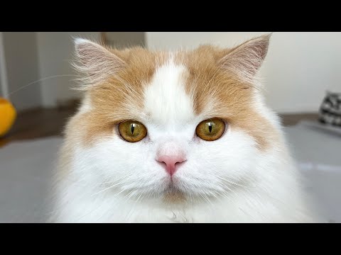 1週間お留守番した猫と犬の甘えんぼ度が120％になりました!