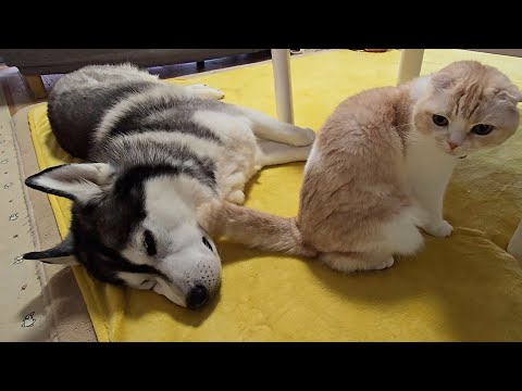 猫がハスキー犬の前で強烈な放屁した瞬間…