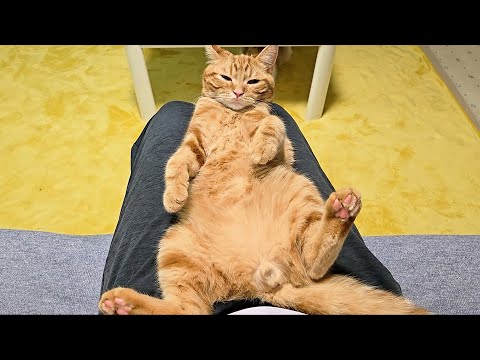 0歳の子猫を本気で叱ったらこうなっちゃいました…