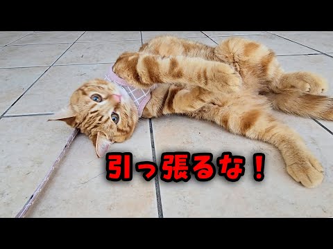 プールが楽しすぎて帰りたくない子猫…