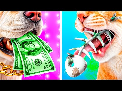 ペットのかわいい家づくり！お金持ちの犬vs貧乏なネコ！