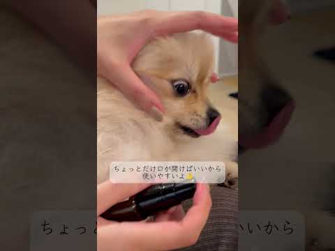 口臭消えた？ 犬猫用口腔ケア クリスプデンタルケア 30ml #犬 #猫 #ペット #液体歯みがき #口臭ケア #口臭 #液体ハミガキ #歯周ケア #クリスプデンタル #簡単 #ペットのいる生活