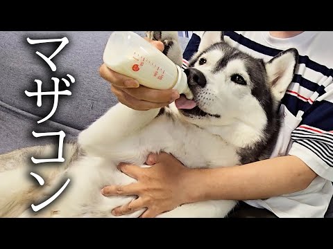 ごはんを食べないハスキー犬と猫達にミルクをあげてみた結果…