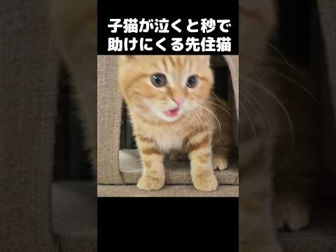 子猫が泣くと秒で助けにくる先住猫がこちら…#shorts