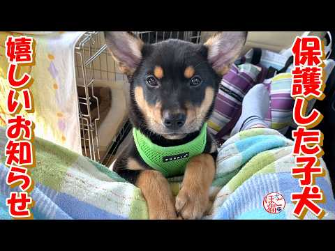 【保護犬　子犬】保護した子犬嬉しいお知らせ＋おまけコーナー