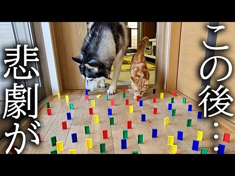猫と犬は障害物を倒さずに歩けるらしいのでやってみたらまさかの結果に…