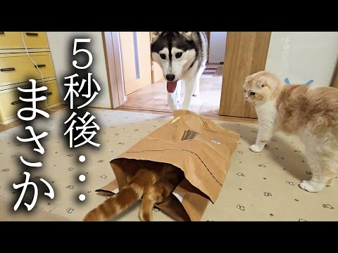 子猫のイタズラがハスキー犬にバレた結果大変なことに…