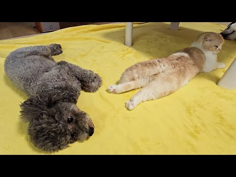 自分のおならにめちゃくちゃ驚く猫と犬がこちら…笑