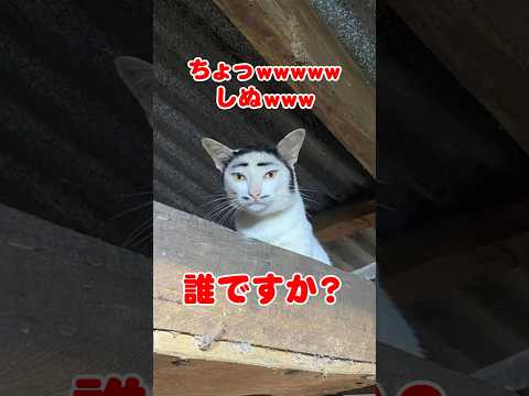 クセがつよい模様のネコ5選