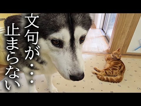 子猫を厳しく叱ったら犬を連れて仕返しにきました…